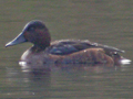 Ferruginous Duck x Common Pochard hybrid